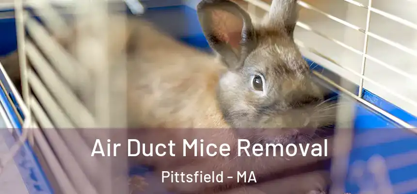  Air Duct Mice Removal Pittsfield - MA